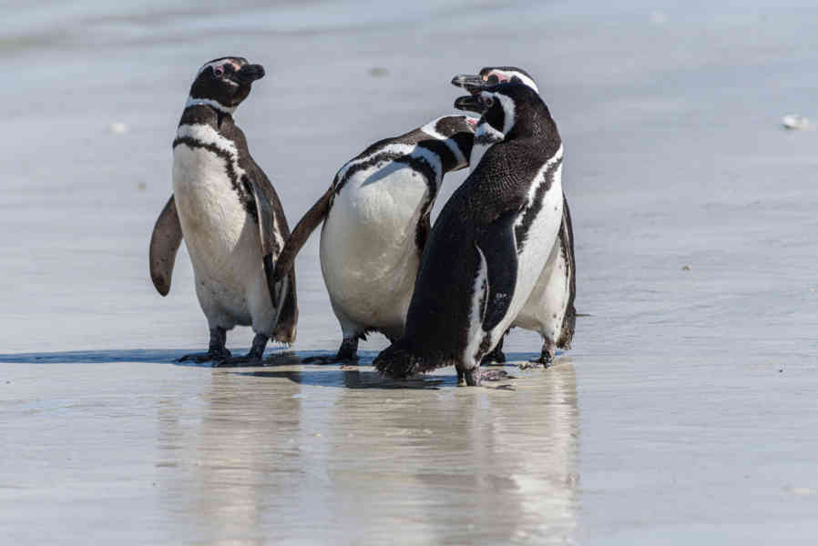 Pingüino de Magallanes - islas Falkland o Malvinas 05.jpg